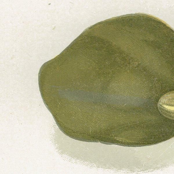 С / ꥽٥륭åĥ CHRYSOBERYL CAT'S EYE 2 ƥץ 1898ǯ ꥹ  | 1013