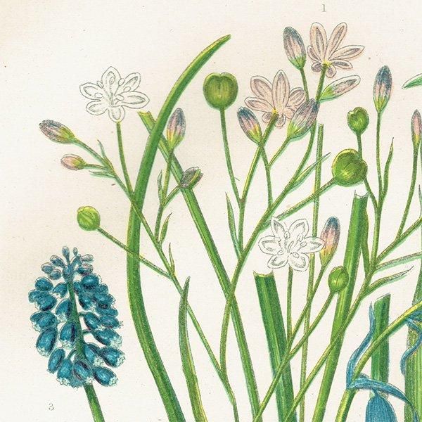 超特価SALE開催！ ボタニカルアート ブルーベル、ツルボラン科、ムスカリの植物画 絵画