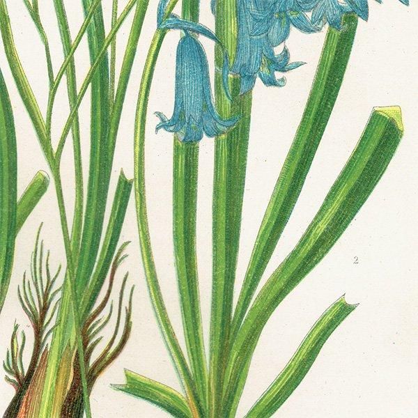 ボタニカルアート ブルーベル、ツルボラン科、ムスカリの植物画