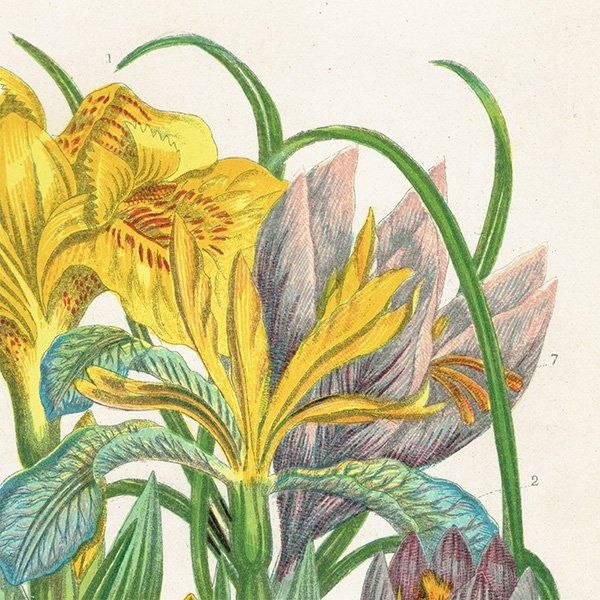 ボタニカルアート アヤメ / ショウブ (菖蒲)やクロッカスの植物