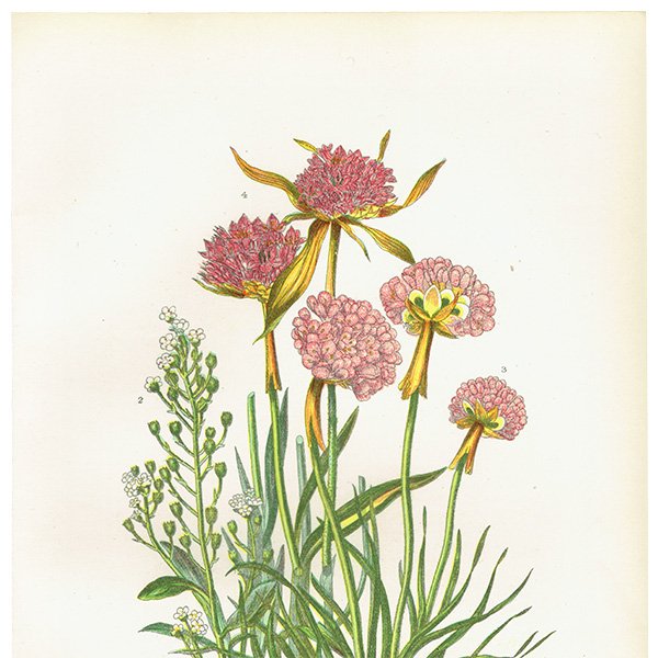 ボタニカルアート アルメリアやサクラソウの仲間の植物画 1899年 アン・プラット（Anne Pratt）