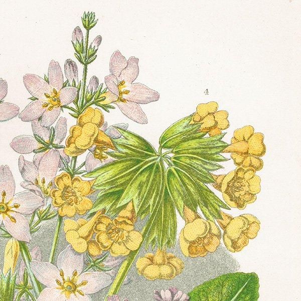ܥ˥륢 Хåȡץ饽業꥽οʪ 1899ǯ 󡦥ץåȡAnne Pratt˥ꥹ ƥ  1027