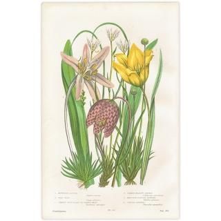 ܥ˥륢 ޥޥʡ塼åסХοʪ 1899ǯ 󡦥ץåȡAnne Pratt˥ꥹ ƥ  1028