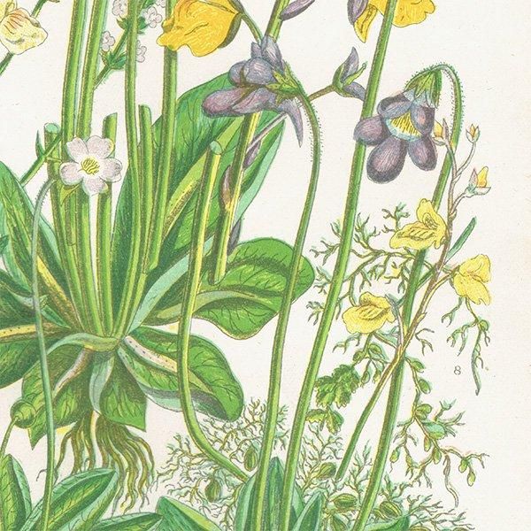 ܥ˥륢 ޥĥť顢ߥοʪ 1899ǯ 󡦥ץåȡAnne Pratt˥ꥹ ƥ  1029