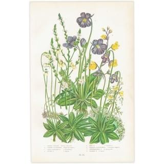 ܥ˥륢 ޥĥť顢ߥοʪ 1899ǯ 󡦥ץåȡAnne Pratt˥ꥹ ƥ  1029