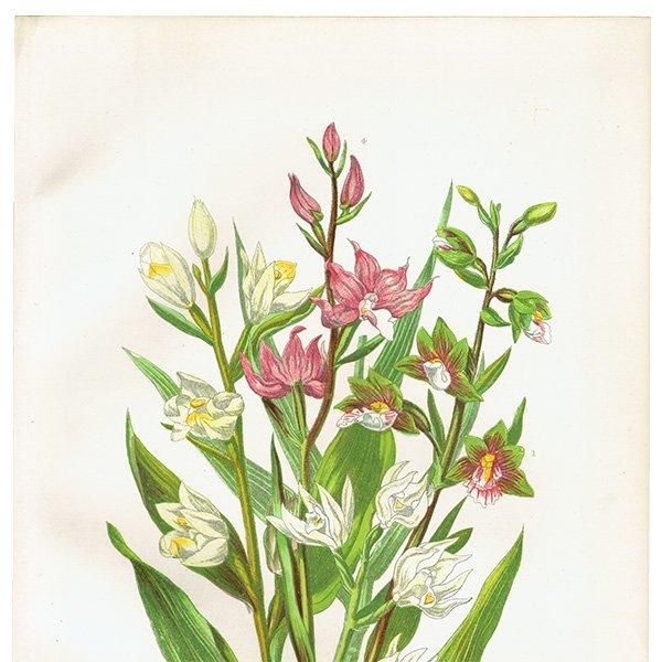 ܥ˥륢 եƥ顦֥顢οʪ 1899ǯ 󡦥ץåȡAnne Pratt˥ꥹ ƥ  1031