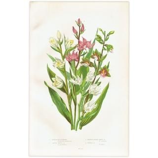 ܥ˥륢 եƥ顦֥顢οʪ 1899ǯ 󡦥ץåȡAnne Pratt˥ꥹ ƥ  1031