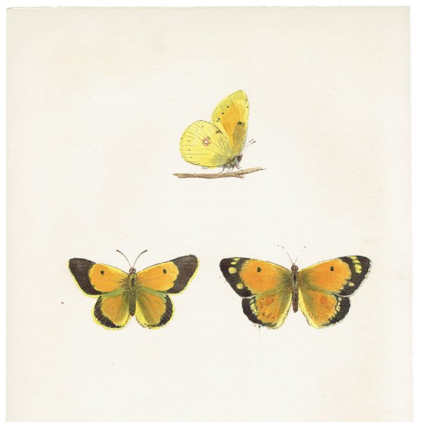 󥭥祦 CLOUDED YELLOW ĳХե饤  ꥹ ƥ ǲ 1908ǯ 1019<img class='new_mark_img2' src='https://img.shop-pro.jp/img/new/icons5.gif' style='border:none;display:inline;margin:0px;padding:0px;width:auto;' />