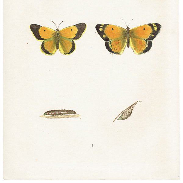 󥭥祦 CLOUDED YELLOW ĳХե饤  ꥹ ƥ ǲ 1908ǯ 1019<img class='new_mark_img2' src='https://img.shop-pro.jp/img/new/icons5.gif' style='border:none;display:inline;margin:0px;padding:0px;width:auto;' />