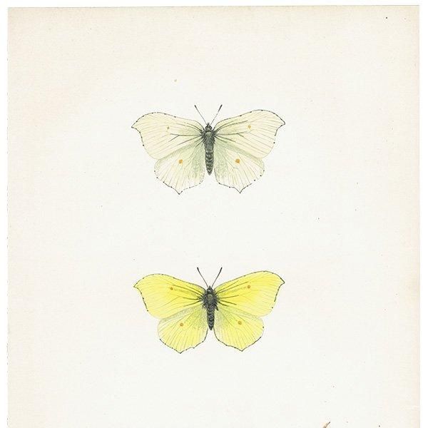 ヤマキチョウ BRIMSTONE 蝶・バラフライ  イギリス アンティーク 版画 1908年 1020