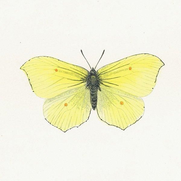 ヤマキチョウ BRIMSTONE 蝶・バラフライ  イギリス アンティーク 版画 1908年 1020