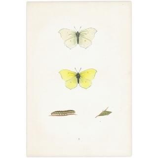 ޥ祦 BRIMSTONE ĳХե饤  ꥹ ƥ ǲ 1908ǯ 1020