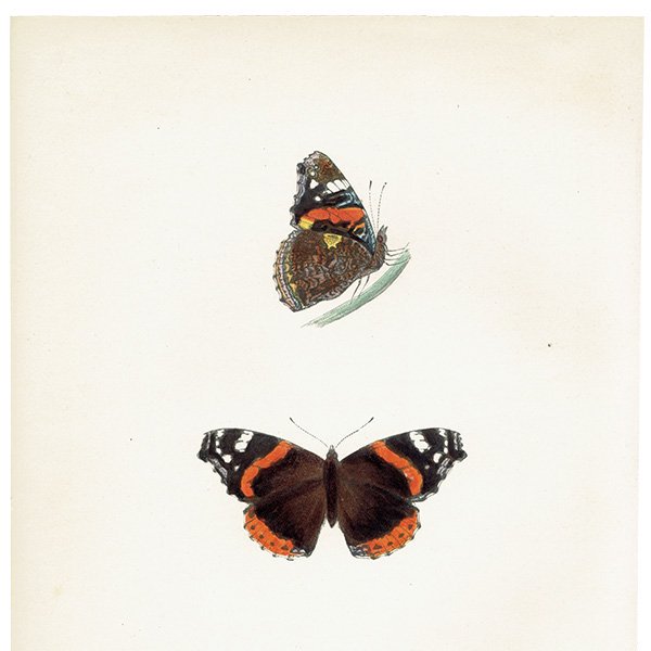 衼åѥƥ RED ADMIRAL ĳХե饤  ꥹ ƥ ǲ 1908ǯ 1021<img class='new_mark_img2' src='https://img.shop-pro.jp/img/new/icons5.gif' style='border:none;display:inline;margin:0px;padding:0px;width:auto;' />