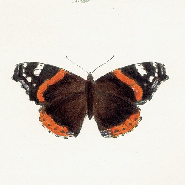 衼åѥƥ RED ADMIRAL ĳХե饤  ꥹ ƥ ǲ 1908ǯ 1021<img class='new_mark_img2' src='https://img.shop-pro.jp/img/new/icons5.gif' style='border:none;display:inline;margin:0px;padding:0px;width:auto;' />