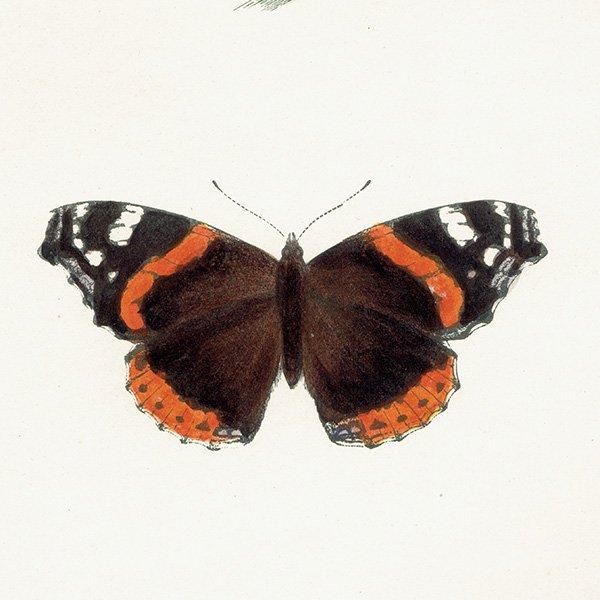 衼åѥƥ RED ADMIRAL ĳХե饤  ꥹ ƥ ǲ 1908ǯ 1021