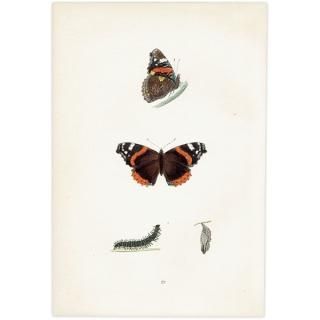 衼åѥƥ RED ADMIRAL ĳХե饤  ꥹ ƥ ǲ 1908ǯ 1021