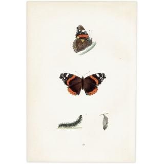 衼åѥƥ RED ADMIRAL ĳХե饤  ꥹ ƥ ǲ 1908ǯ 1021<img class='new_mark_img2' src='https://img.shop-pro.jp/img/new/icons5.gif' style='border:none;display:inline;margin:0px;padding:0px;width:auto;' />