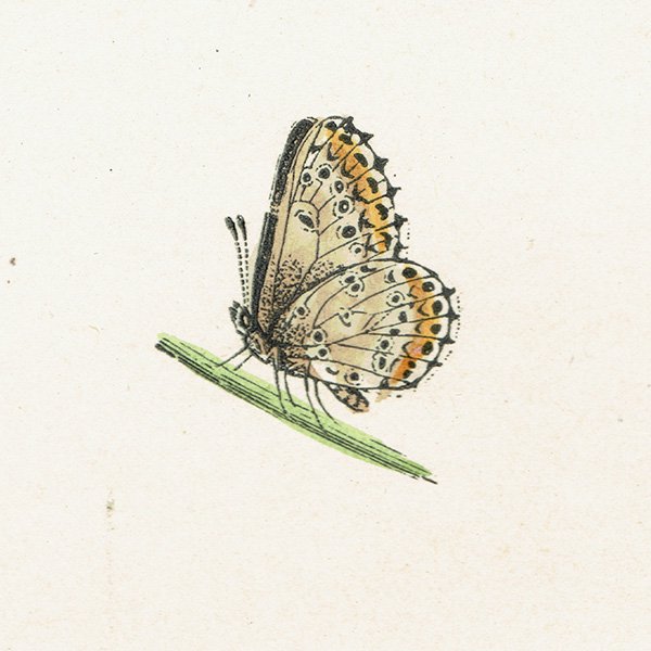 ֥饦󥢡 BROWN ARGUS BLUE ĳХե饤  ꥹ ƥ ǲ 1908ǯ 1022<img class='new_mark_img2' src='https://img.shop-pro.jp/img/new/icons5.gif' style='border:none;display:inline;margin:0px;padding:0px;width:auto;' />
