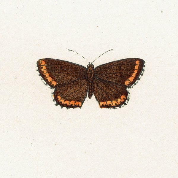 ֥饦󥢡 BROWN ARGUS BLUE ĳХե饤  ꥹ ƥ ǲ 1908ǯ 1022<img class='new_mark_img2' src='https://img.shop-pro.jp/img/new/icons5.gif' style='border:none;display:inline;margin:0px;padding:0px;width:auto;' />