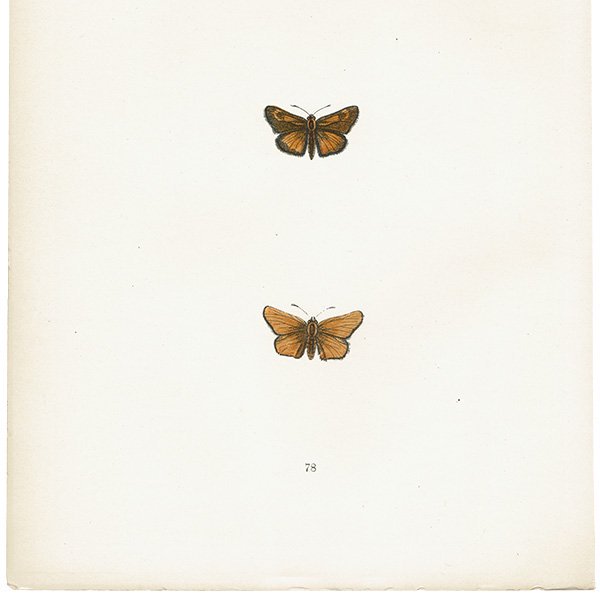 祦 LULWORTH SKIPPER ĳХե饤  ꥹ ƥ ǲ 1908ǯ 1023<img class='new_mark_img2' src='https://img.shop-pro.jp/img/new/icons5.gif' style='border:none;display:inline;margin:0px;padding:0px;width:auto;' />