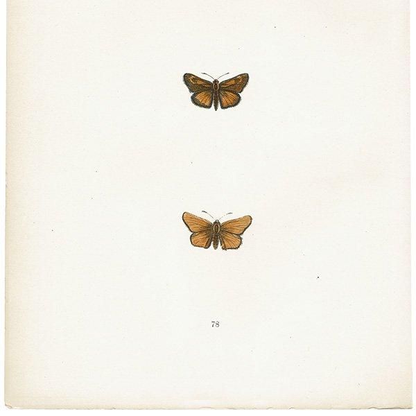 祦 LULWORTH SKIPPER ĳХե饤  ꥹ ƥ ǲ 1908ǯ 1023