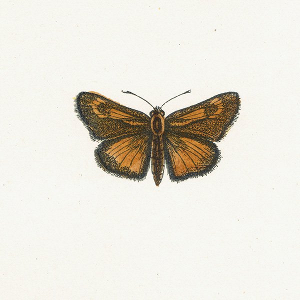 祦 LULWORTH SKIPPER ĳХե饤  ꥹ ƥ ǲ 1908ǯ 1023<img class='new_mark_img2' src='https://img.shop-pro.jp/img/new/icons5.gif' style='border:none;display:inline;margin:0px;padding:0px;width:auto;' />