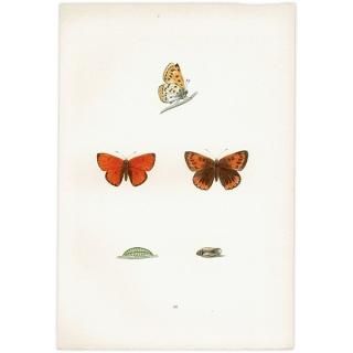 ٥˥ LARGE COPPER ĳХե饤  ꥹ ƥ ǲ 1908ǯ 1024