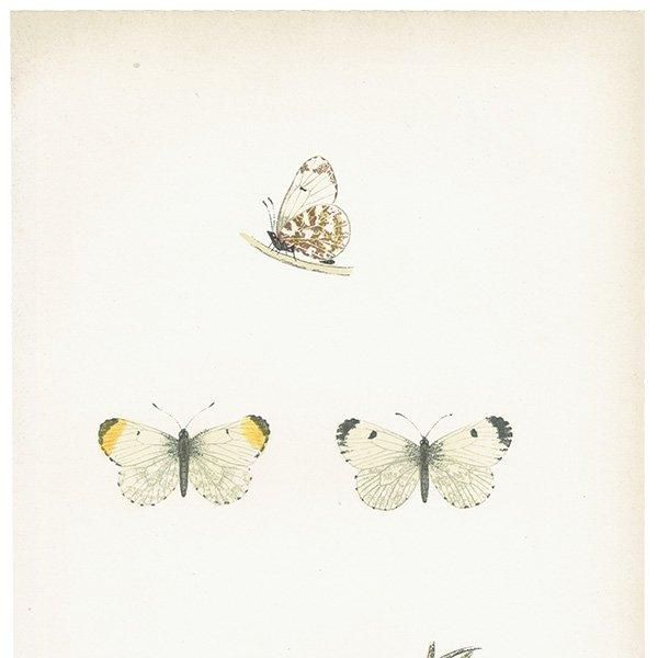 クモマツマキチョウ ORANGE TIP 蝶・バラフライ イギリス