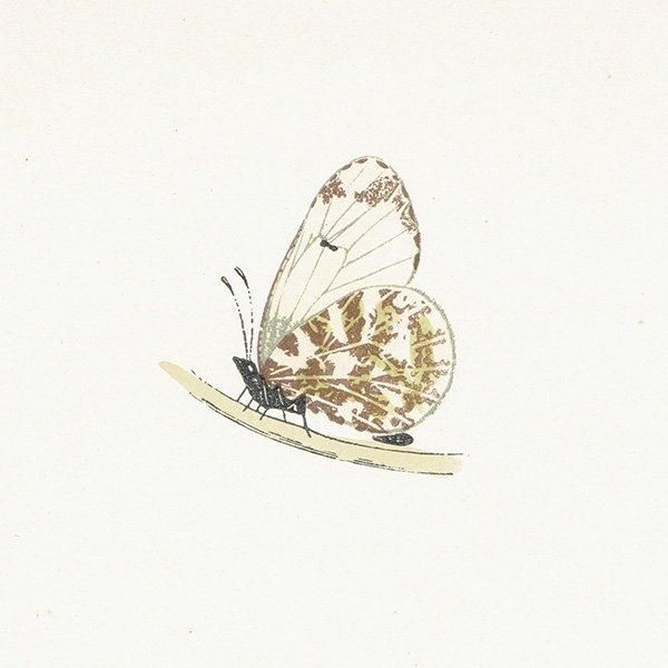Amazon.co.jp: [788種類の美しい昆虫のリトグラフ]チェコの古い