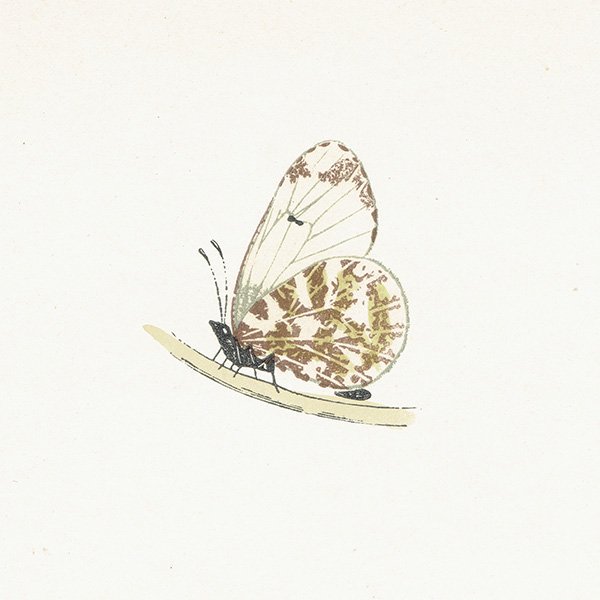 ޥĥޥ祦 ORANGE TIP ĳХե饤  ꥹ ƥ ǲ 1908ǯ 1024<img class='new_mark_img2' src='https://img.shop-pro.jp/img/new/icons5.gif' style='border:none;display:inline;margin:0px;padding:0px;width:auto;' />