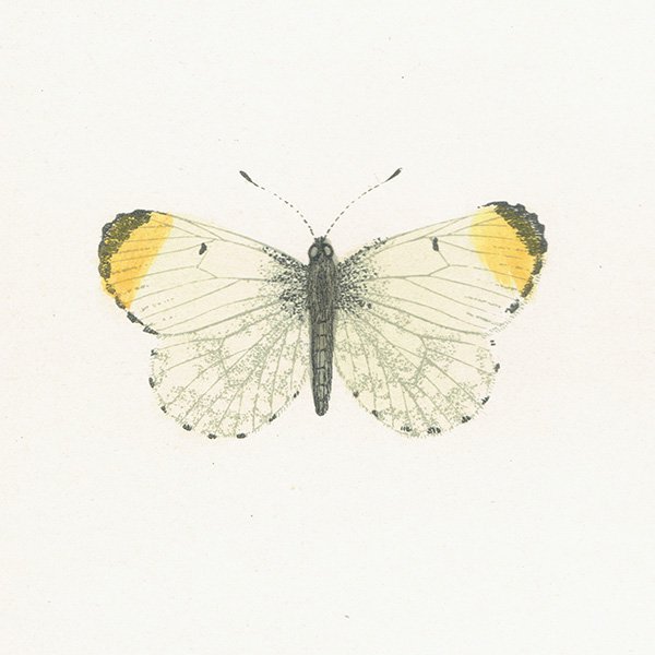 ޥĥޥ祦 ORANGE TIP ĳХե饤  ꥹ ƥ ǲ 1908ǯ 1024<img class='new_mark_img2' src='https://img.shop-pro.jp/img/new/icons5.gif' style='border:none;display:inline;margin:0px;padding:0px;width:auto;' />