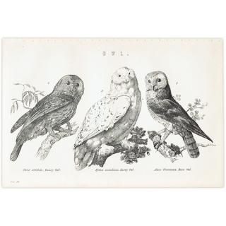 OWL ե ꥹ ƥץ ʪ  (The National Encyclopedia) 1868-1881ǯ  0130<img class='new_mark_img2' src='https://img.shop-pro.jp/img/new/icons5.gif' style='border:none;display:inline;margin:0px;padding:0px;width:auto;' />