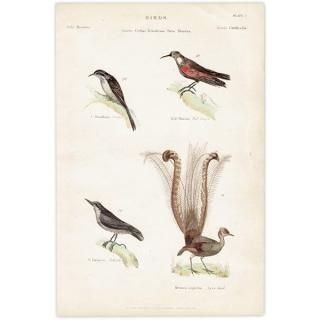 BIRDS Хꡢ٥Хꡢ奦顢ȥɥ Ļ ꥹ ƥץ ʪ 1862ǯ  0131