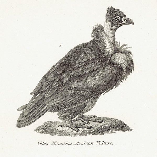 BIRDS ミミヒダハゲワシ、エジプトハゲワシ、トキイロコンドル 鳥たち