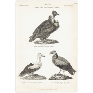 BIRDS ߥߥҥϥ亮ץȥϥ亮ȥɥ Ļ ꥹ ƥץ ʪ 1862ǯ  0132<img class='new_mark_img2' src='https://img.shop-pro.jp/img/new/icons5.gif' style='border:none;display:inline;margin:0px;padding:0px;width:auto;' />