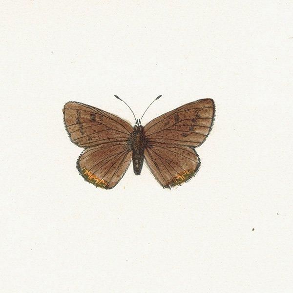 人気ブランドの新作 最適な材料 Bulletin Museum(1921-31年)昆虫、蝶 Hill the of 生物学