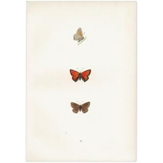 ߥ祦 PURPLE EDGED COPPER ĳХե饤  ꥹ ƥ ǲ 1908ǯ 1026