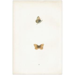 ƥϥ祦 SILVERE BORDERED RINGLET ĳХե饤  ꥹ ƥ ǲ 1908ǯ 1027