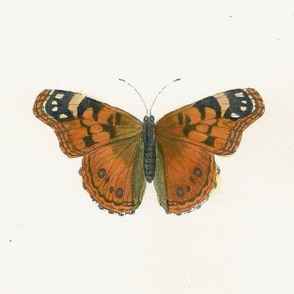ヒメアカタテハ SCARCE PAINTED LADY 蝶・バラフライ イギリス