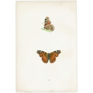 蝶(Butterfly) - インテリアにプラスしたくなる アンティーク 蝶(Butterfly) - インテリアにプラスしたくなる アンティーク