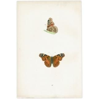 ҥᥢƥ SCARCE PAINTED LADY ĳХե饤  ꥹ ƥ ǲ 1908ǯ 1028<img class='new_mark_img2' src='https://img.shop-pro.jp/img/new/icons5.gif' style='border:none;display:inline;margin:0px;padding:0px;width:auto;' />