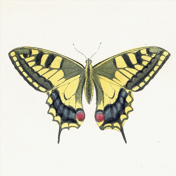 ϥ祦 SWALLOW-TAIL ĳХե饤  ꥹ ƥ ǲ 1908ǯ 1001<img class='new_mark_img2' src='https://img.shop-pro.jp/img/new/icons5.gif' style='border:none;display:inline;margin:0px;padding:0px;width:auto;' />