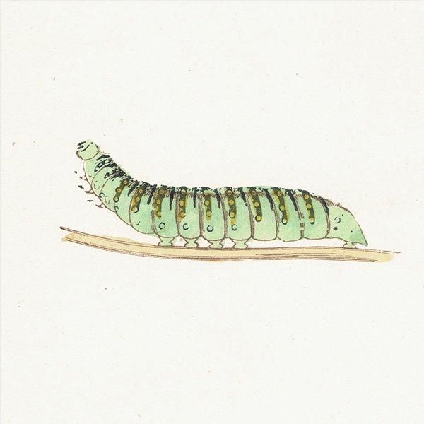 アゲハチョウ SWALLOW-TAIL 蝶・バラフライ イギリス