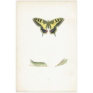 ϥ祦 SWALLOW-TAIL ĳХե饤  ꥹ ƥ ǲ 1908ǯ 1001