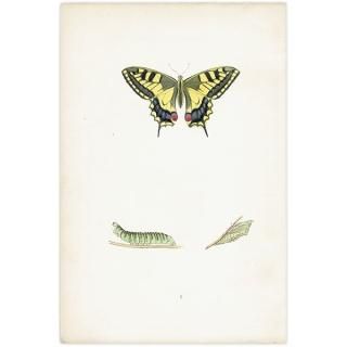 ϥ祦 SWALLOW-TAIL ĳХե饤  ꥹ ƥ ǲ 1908ǯ 1001<img class='new_mark_img2' src='https://img.shop-pro.jp/img/new/icons5.gif' style='border:none;display:inline;margin:0px;padding:0px;width:auto;' />