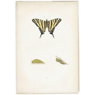 衼åѥޥ SCARCE SWALLOW-TAIL ĳХե饤  ꥹ ƥ ǲ 1908ǯ 1002