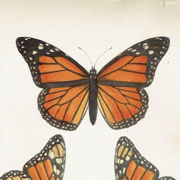 Хޥ THE MONARCH ĳХե饤  ꥹ ƥ ǲ 1908ǯ 1003