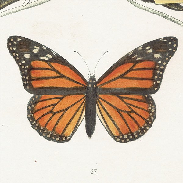 Хޥ THE MONARCH ĳХե饤  ꥹ ƥ ǲ 1908ǯ 1003<img class='new_mark_img2' src='https://img.shop-pro.jp/img/new/icons5.gif' style='border:none;display:inline;margin:0px;padding:0px;width:auto;' />