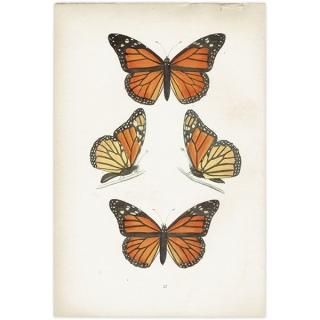 蝶(Butterfly) - インテリアにプラスしたくなる アンティーク 蝶(Butterfly) - インテリアにプラスしたくなる アンティーク