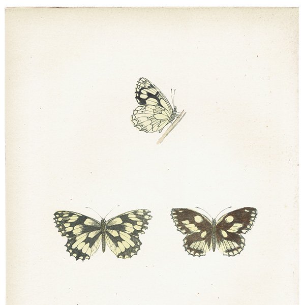 ヨーロッパシロジャノメ MARBLED WHITE 蝶・バラフライ イギリス アンティーク 版画 1908年 1029